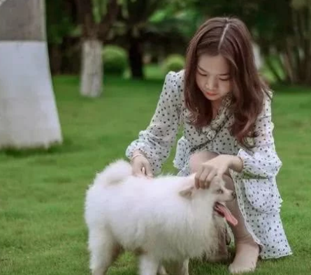 最喜歡咬手的小型犬，有小孩子的家中留意了，最終這種最幾十人養