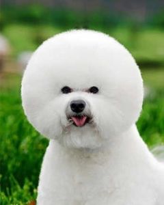比熊犬的訓練方法-  怎樣訓練比熊犬