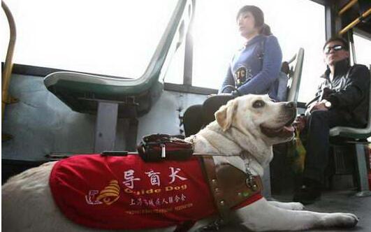 導盲犬是什么品種的狗狗？主要有這3種
