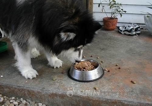 羅秦犬的訓練方法,訓練狗狗之不要弄倒