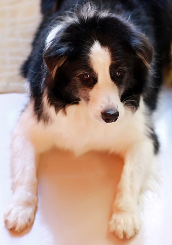 笑傲江湖1222期哈士奇|薩摩|邊牧品種狗登臺,牧羊犬