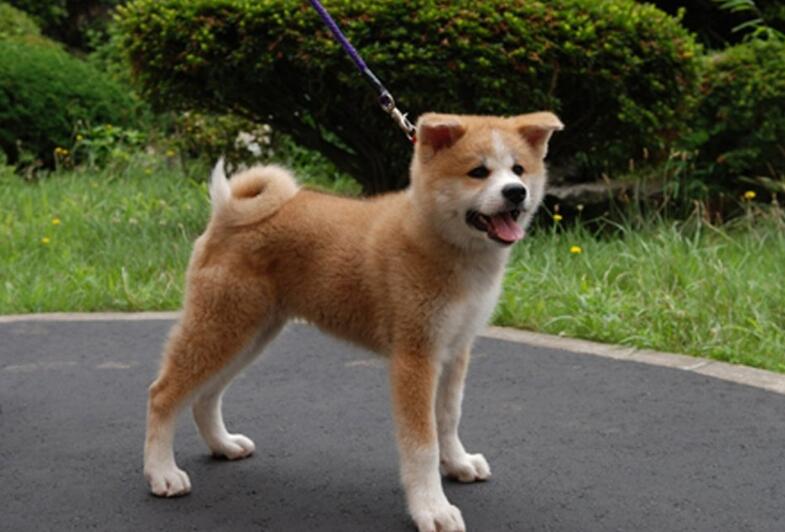 工作犬品種有哪些，世界工作犬排行榜
