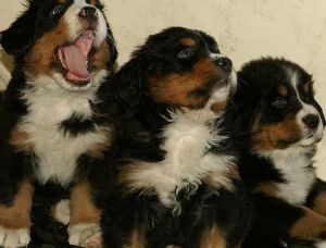 伯恩山犬的訓練方法-  伯恩山犬的特點