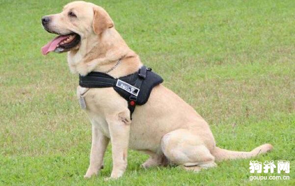 緝毒犬都有哪些品種？6個品種要了解