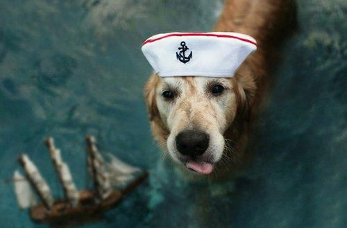 金毛犬的訓練方法-  訓練金毛犬做基本動作的方法