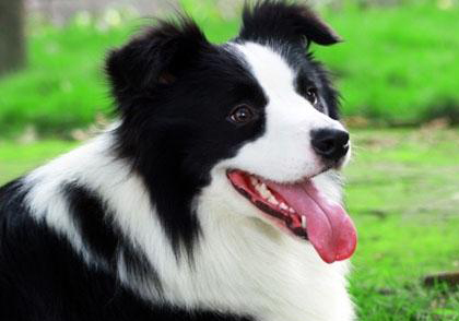 邊境牧羊犬的訓練方法-  邊境牧羊犬愛叫嗎