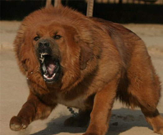 自己正確訓練藏獒犬的方法有哪些
