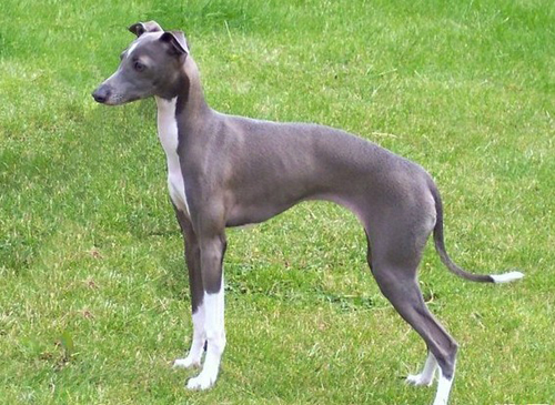 獵犬的訓練方法-  如何選擇合適的獵犬