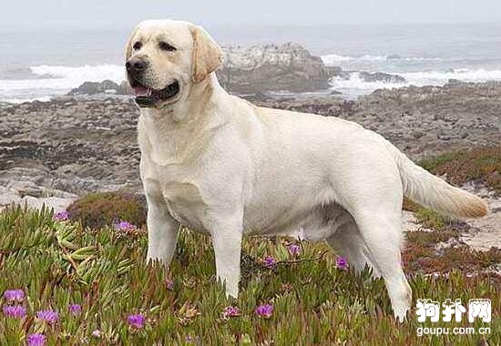 短毛大型犬都有哪些品種？盤點常見的四種短毛大型犬