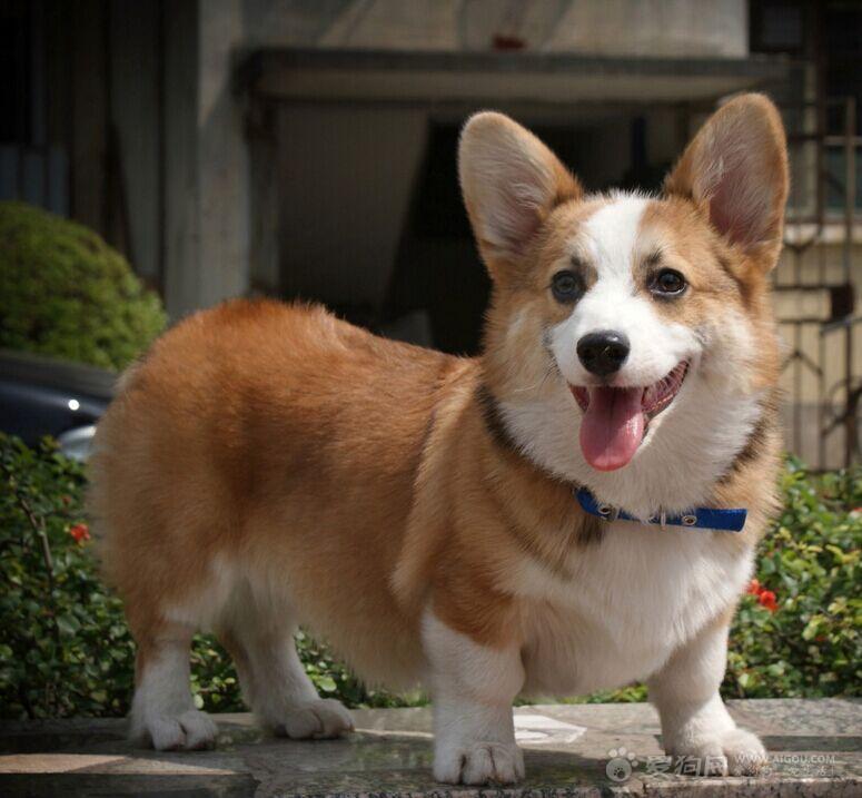 讓柯基犬成為游泳健將的五個辦法