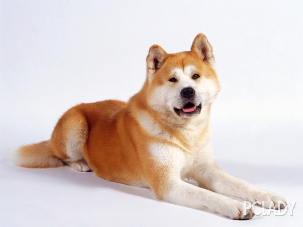 怎么讓讓秋田犬不亂吃東西,怎么訓練秋田犬拒食