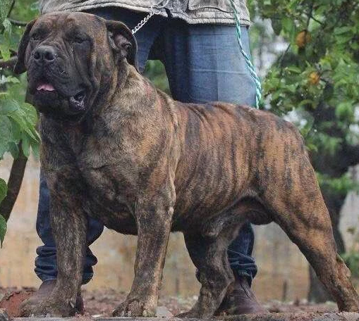 沒成軍犬是軍犬界的損失，中國名犬入選，它的能力被小覷