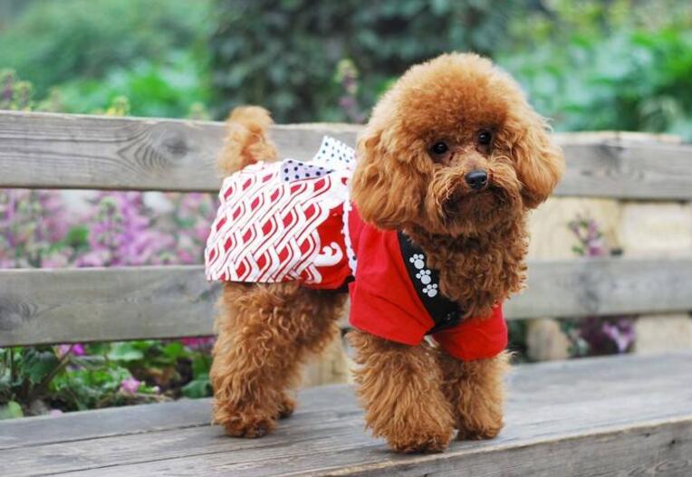 常見的伴侶犬有哪些？十大最佳家庭伴侶犬排名
