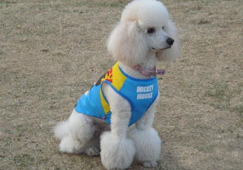 貴賓犬尾巴下垂是怎么原因,貴賓犬的智商怎么樣