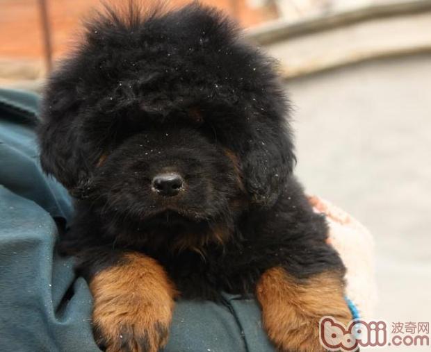 關于藏獒幼犬的營養需求,訓練撲咬的難點及技巧