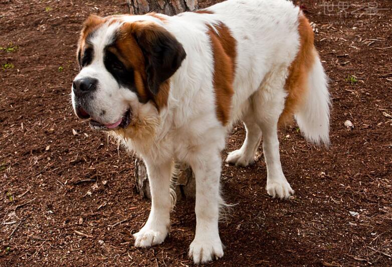 大型犬有哪些，適合家養的7種大型犬排名