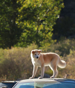 如何讓秋田犬坐下別動 秋田犬養護注意事項