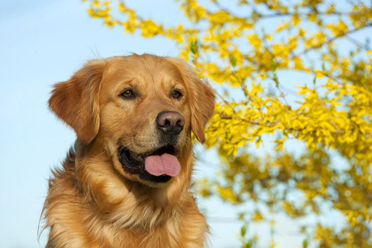 金毛犬的訓練方法-  金毛犬怎么訓練大小便