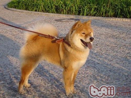 秋田犬的性格介紹,秋田犬的“導盲”訓練簡介