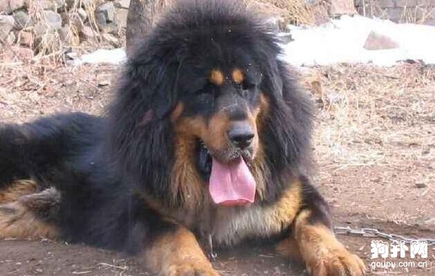 護衛犬有哪些，10大排名告訴你！