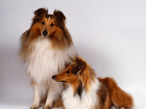蘇格蘭牧羊犬怎么訓,蘇格蘭牧羊犬