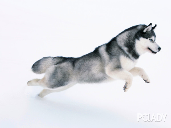 如何讓幼犬哈士奇適應新家,如何照看剛到新家的哈士奇