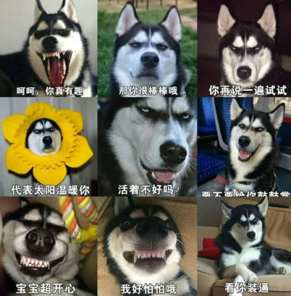 這5種<a href=/zhonglei/gou/ target=_blank class=infotextkey>狗</a>狗在買的時候，一定要考慮清楚