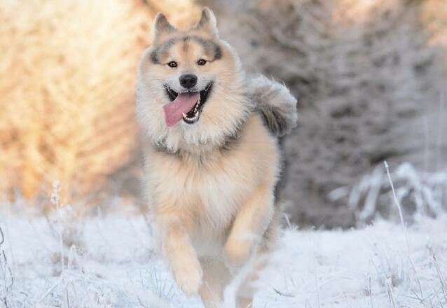 中國人最喜歡飼養的寵物犬都有哪些?