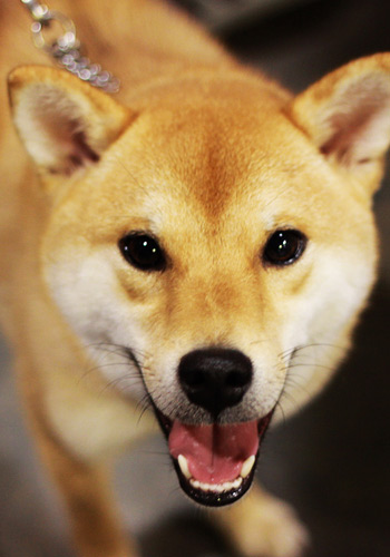 秋田犬的“導盲”訓練簡介,秋田犬食用內臟的兩大壞處