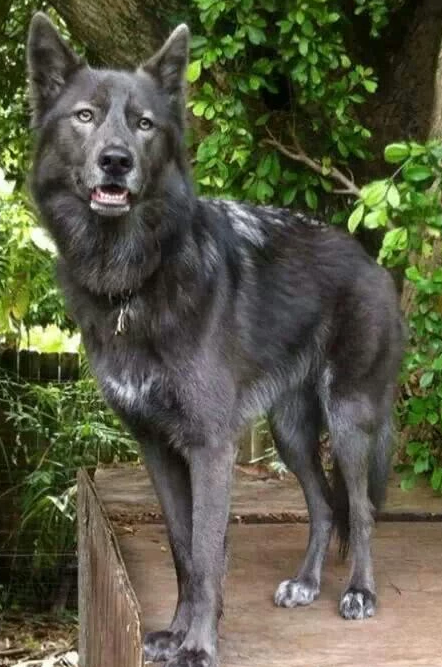 沒成軍犬是軍犬界的損失，中國名犬入選，它的能力被小覷