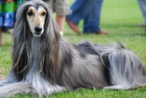 阿富汗獵犬咬人嗎,阿富汗獵犬怎么除狗虱子