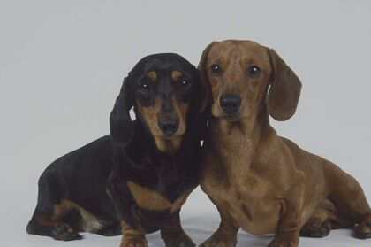 臘腸犬的訓練方法-  臘腸犬智商排名
