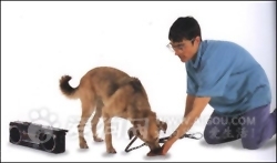 狗狗喚回訓練,狗狗害怕打雷的糾正訓練
