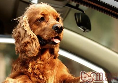 狗狗坐車緊張怎么辦,寵物狗坐車