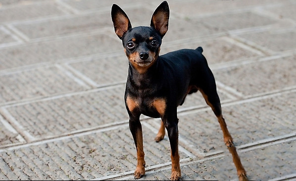 小鹿犬的訓練方法-  訓練小鹿犬迅速躺下