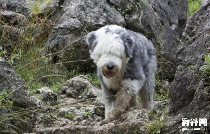 最適合家養的巨型犬，前六排名