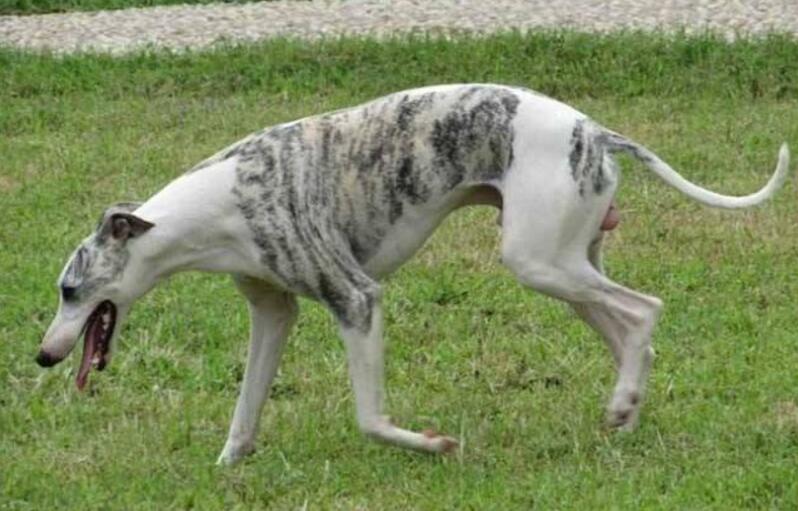狩獵犬有哪些，狩獵犬排名前8
