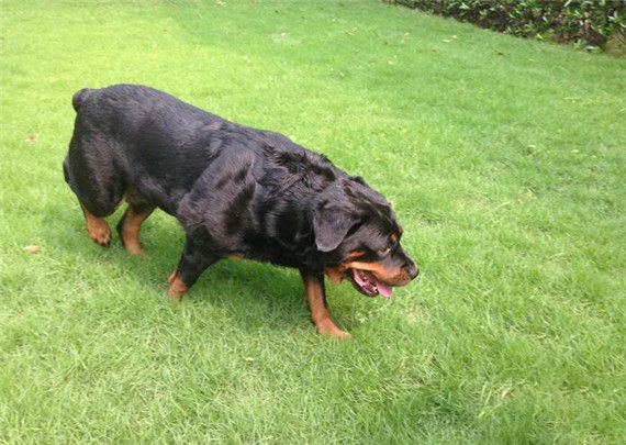 羅威納犬的護主專項訓練有哪些訓練