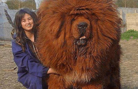 這5種中華田園犬，這算是真實的門面擔當，各個也不輸國外犬！