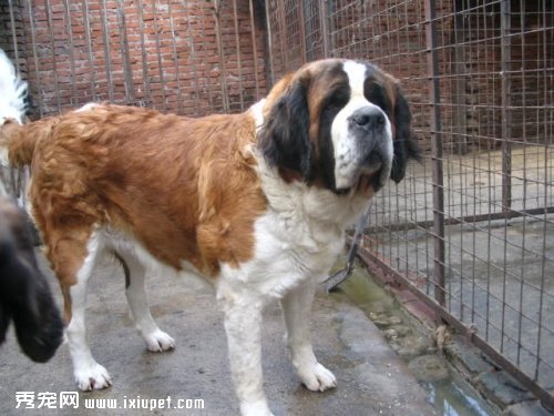 你知道圣伯納犬害怕什么東西嗎,圣伯納犬