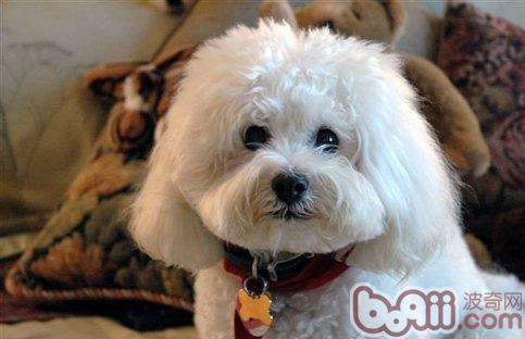 比熊犬好訓練嗎,如何打理比熊犬及飼養環境