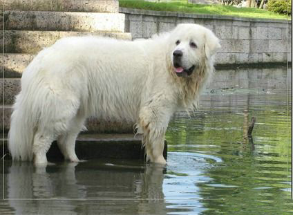 蘇俄獵狼犬的訓練方法-  蘇俄獵狼犬智商