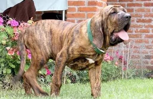 猛犬戰斗力排名，世界十大猛犬排行榜