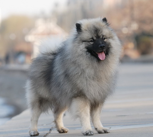 怎么挑選荷蘭毛獅犬的狗衣服,怎么訓練荷蘭毛獅犬不叫