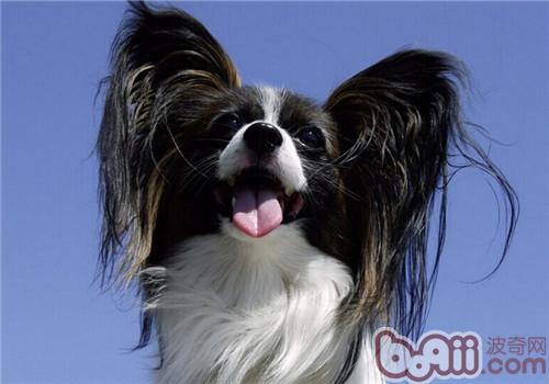 選擇蝴蝶犬來飼養的重要原因是什么,蝴蝶犬的性格特點