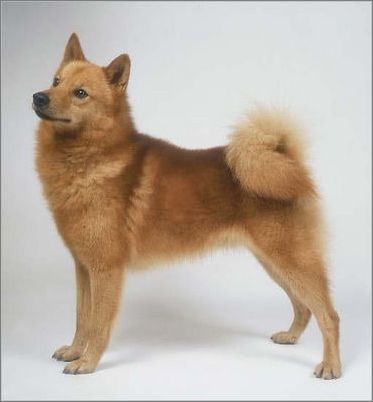 訓練狗狗秘籍,自己給自己的愛犬化妝
