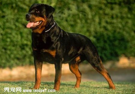 家庭選擇護衛犬哪種好以及它的特點有哪些