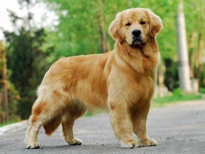 怎么訓練金毛犬站姿,金毛犬價格