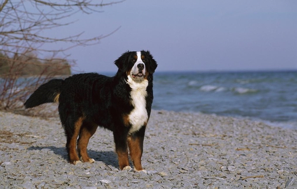 伯恩山犬的訓練方法-  訓練剛來的伯恩山犬不亂叫