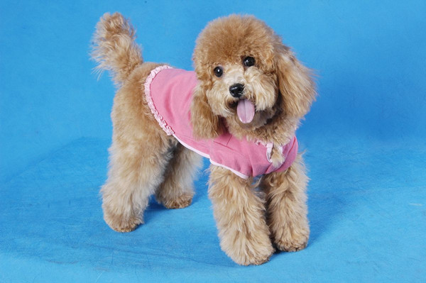 泰迪犬基本訓練方法,訓練泰迪犬聽話的技巧